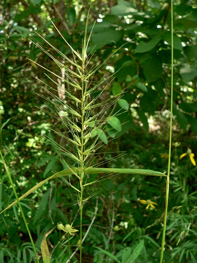 {Elymus hystrix var. hystrix}